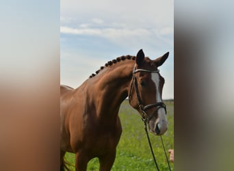 KWPN, Gelding, 6 years, 17.1 hh, Chestnut-Red