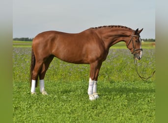 KWPN, Gelding, 6 years, 17.1 hh, Chestnut-Red