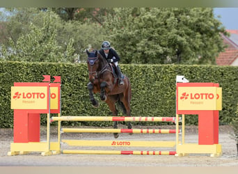 KWPN, Gelding, 6 years, 17.2 hh, Brown