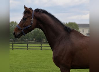 KWPN, Gelding, 6 years, 17 hh, Brown