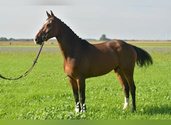 KWPN, Gelding, 6 years, 17 hh, Brown