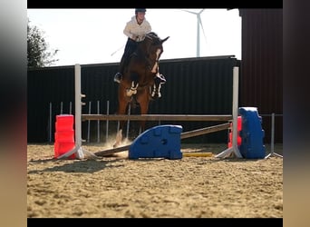 KWPN, Gelding, 6 years, 17 hh, Brown