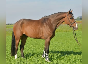 KWPN, Gelding, 6 years, 17 hh, Brown