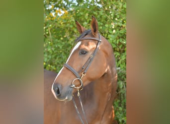 KWPN, Gelding, 6 years, 17 hh, Brown
