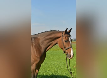 KWPN, Gelding, 6 years, 17 hh, Brown