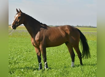 KWPN, Gelding, 6 years, 17 hh, Brown