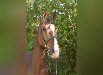 KWPN, Gelding, 6 years, 17 hh, Brown