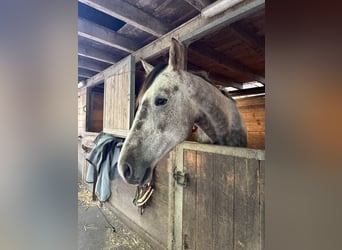 KWPN, Gelding, 6 years, 17 hh, Grey-Dapple