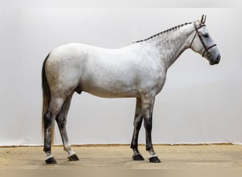 KWPN, Gelding, 6 years, 17 hh, Grey