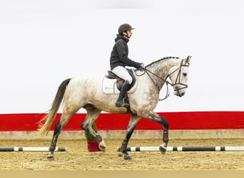 KWPN, Gelding, 6 years, 17 hh, Grey