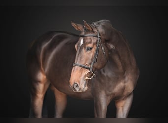 KWPN, Gelding, 6 years, 17 hh