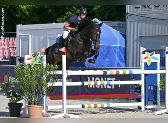KWPN, Gelding, 6 years, 17 hh