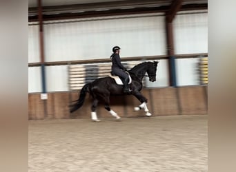 KWPN, Gelding, 6 years, 17,1 hh, Black