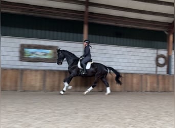 KWPN, Gelding, 6 years, 17,1 hh, Black