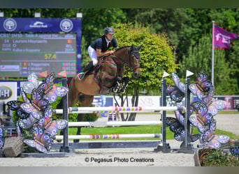 KWPN, Gelding, 6 years, 17,2 hh, Bay-Dark