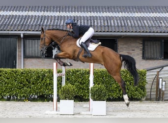 KWPN, Gelding, 6 years, 18.1 hh
