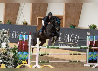 KWPN, Gelding, 6 years, 18 hh, Bay-Dark