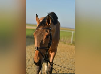 KWPN, Gelding, 6 years, 18 hh, Brown