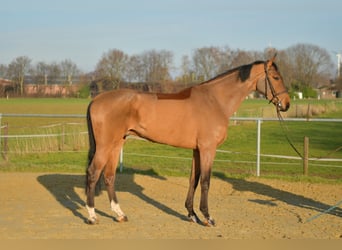 KWPN, Gelding, 6 years, 18 hh, Brown