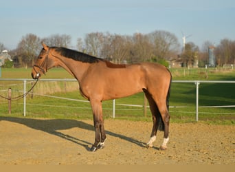 KWPN, Gelding, 6 years, 18 hh, Brown