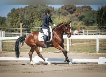 KWPN, Gelding, 6 years, Bay
