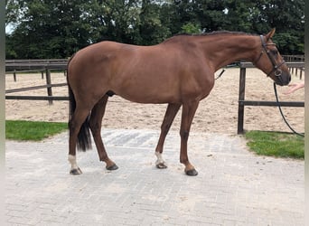 KWPN, Gelding, 6 years, Brown