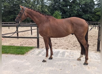 KWPN, Gelding, 6 years, Brown