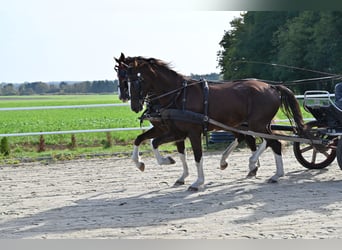 KWPN, Gelding, 6 years, Chestnut-Red