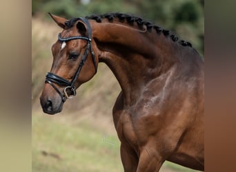 KWPN, Gelding, 6 years