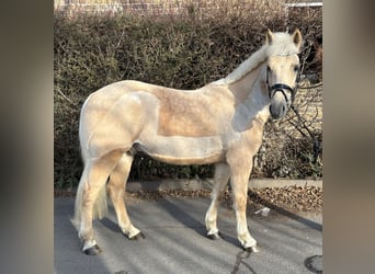 KWPN, Gelding, 7 years, 15,1 hh, Palomino