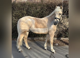 KWPN, Gelding, 7 years, 15,1 hh, Palomino