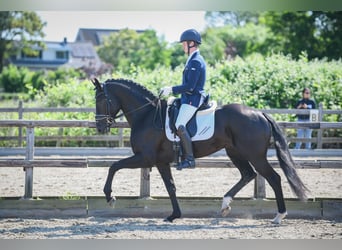 KWPN, Gelding, 7 years, 16.1 hh, Black