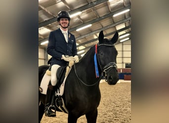 KWPN, Gelding, 7 years, 16.1 hh, Black