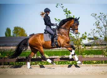 KWPN, Gelding, 7 years, 16.1 hh, Brown