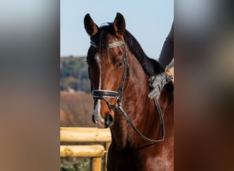 KWPN, Gelding, 7 years, 16.1 hh, Brown