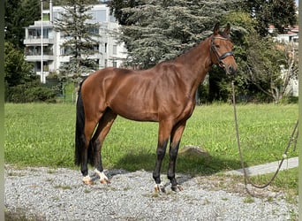 KWPN, Wallach, 7 Jahre, 16,1 hh, Brauner