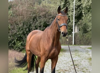 KWPN, Wallach, 7 Jahre, 16,1 hh, Brauner