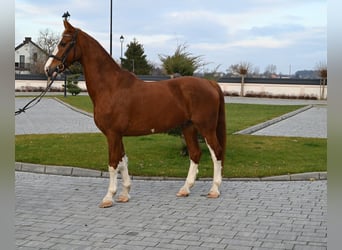 KWPN, Gelding, 7 years, 16,1 hh, Chestnut-Red