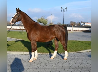 KWPN, Gelding, 7 years, 16,1 hh, Chestnut-Red