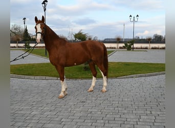 KWPN, Gelding, 7 years, 16,1 hh, Chestnut-Red