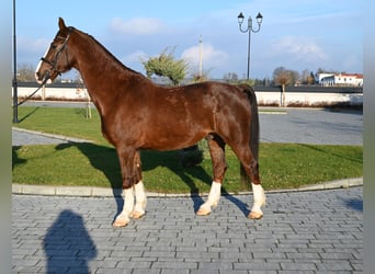 KWPN, Gelding, 7 years, 16,1 hh, Chestnut-Red