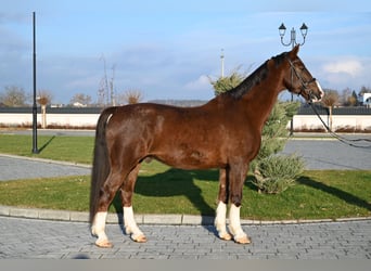 KWPN, Gelding, 7 years, 16,1 hh, Chestnut-Red