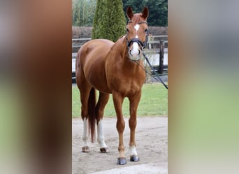 KWPN, Gelding, 7 years, 16,1 hh, Chestnut-Red