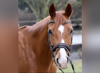 KWPN, Gelding, 7 years, 16,1 hh, Chestnut-Red