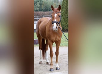 KWPN, Gelding, 7 years, 16,1 hh, Chestnut-Red