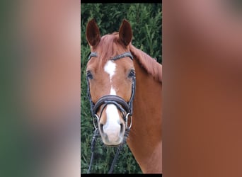 KWPN, Gelding, 7 years, 16,1 hh, Chestnut-Red