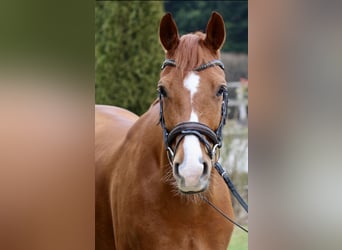 KWPN, Gelding, 7 years, 16,1 hh, Chestnut-Red