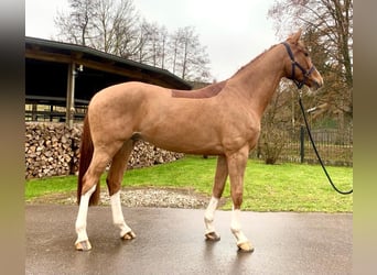 KWPN, Gelding, 7 years, 16,1 hh, Chestnut-Red