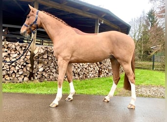 KWPN, Gelding, 7 years, 16,1 hh, Chestnut-Red