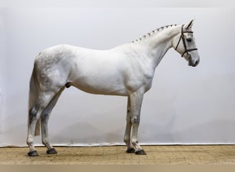 KWPN, Gelding, 7 years, 16,1 hh, Gray-Dapple